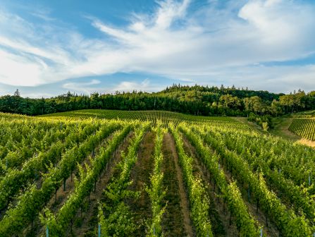 Rolling vineyard rows with lush green grapevines under a blue sky and wispy clouds, framed by forested hills.