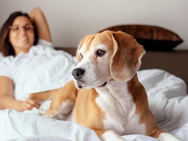 A brown-and-white dog lounges on a bed while a woman reclines in the background, smiling softly.