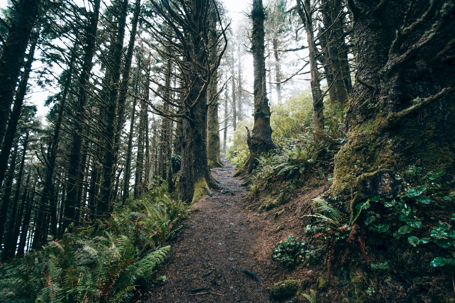 A winding dirt path through a misty forest of towering mossy trees, ferns, and sunlit branches.