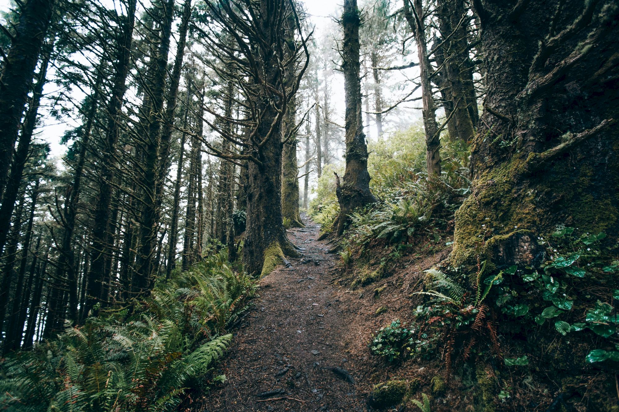 A winding dirt path through a misty forest of towering mossy trees, ferns, and sunlit branches.
