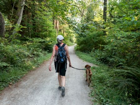 An adult hikes down a forest trail with a backpack, accompanied by a leashed dog, surrounded by lush green trees.