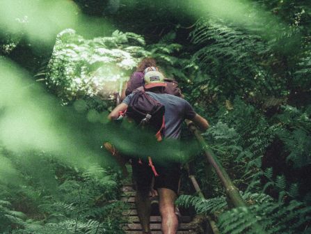 A hiker in a cap climbs wooden steps through a lush green forest, pushing past ferns and mist with a backpack on.