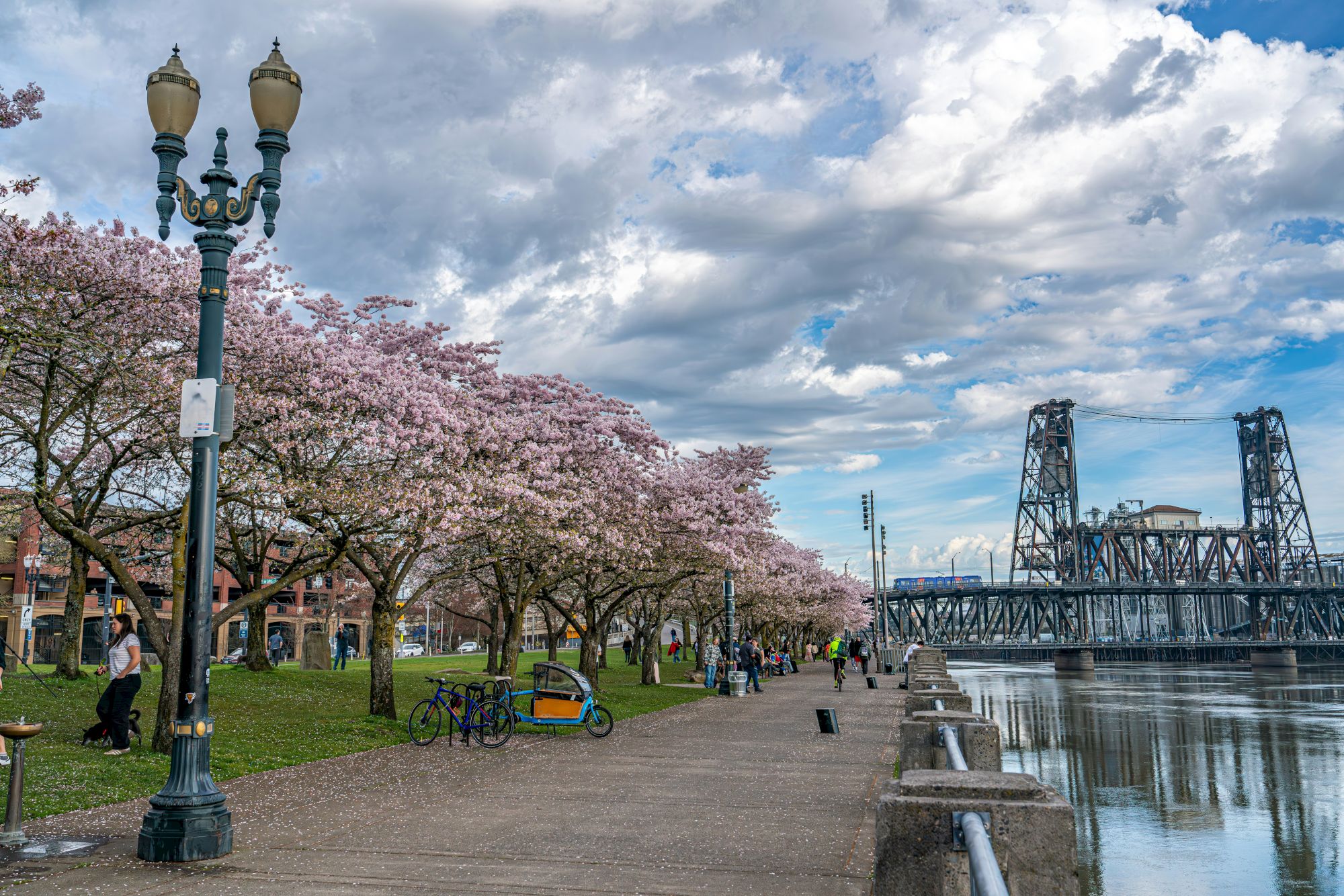 A riverside walkway lined with blooming pink trees, an ornate lamp post, and an industrial iron bridge under dramatic cloudy skies.