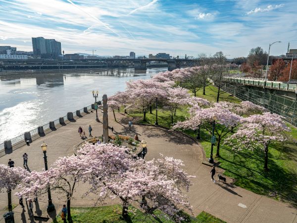 A riverfront promenade with blooming cherry trees, people walking, a bridge and city buildings across the water under a bright sky.