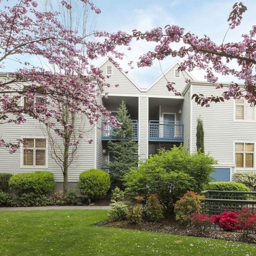 A white house with blooming pink trees and a landscaped garden lawn under a bright sky.
