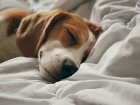 A sleepy brown-and-white dog naps on a soft white blanket, eyes closed, curled up in a cozy bed.